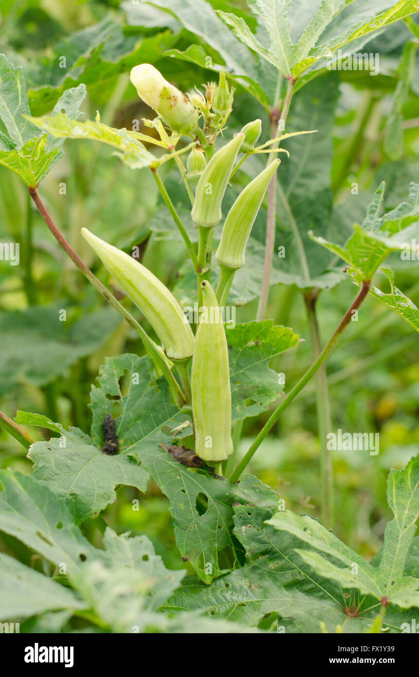 Okra plant (Lady`s Finger) with fruit Stock Photo Alamy